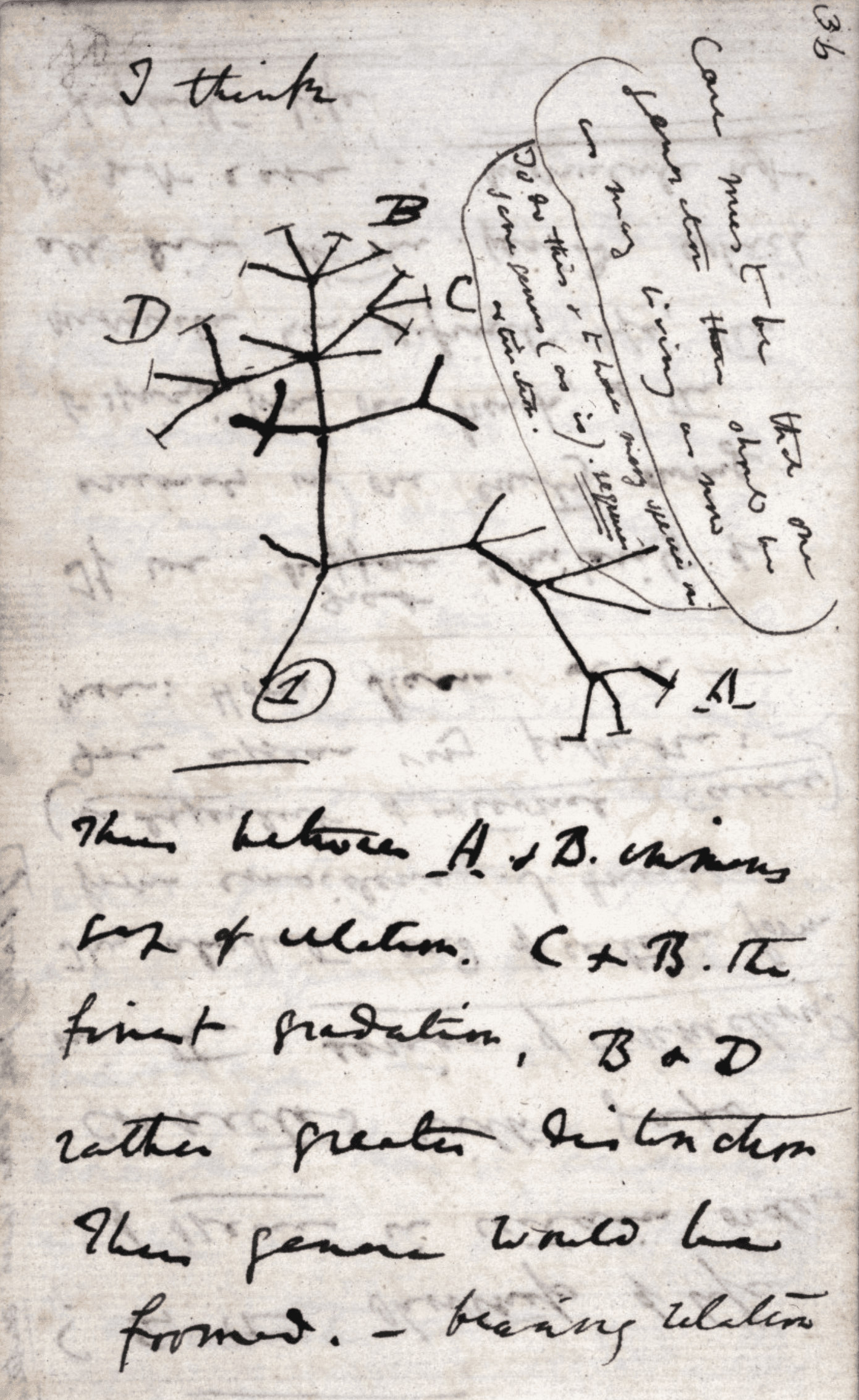 Darwin's first tree of life sketch from his 1837 notebook with "I think" written above