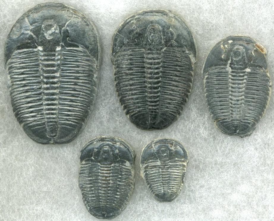 Elrathia kingii trilobite fossil growth series showing evolution