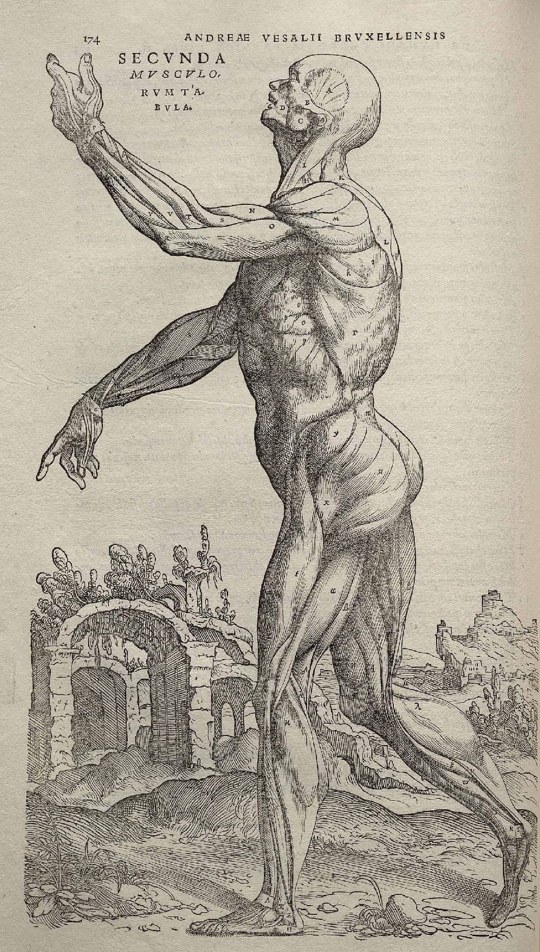 Anatomical illustration from Vesalius De humani corporis fabrica (1543)