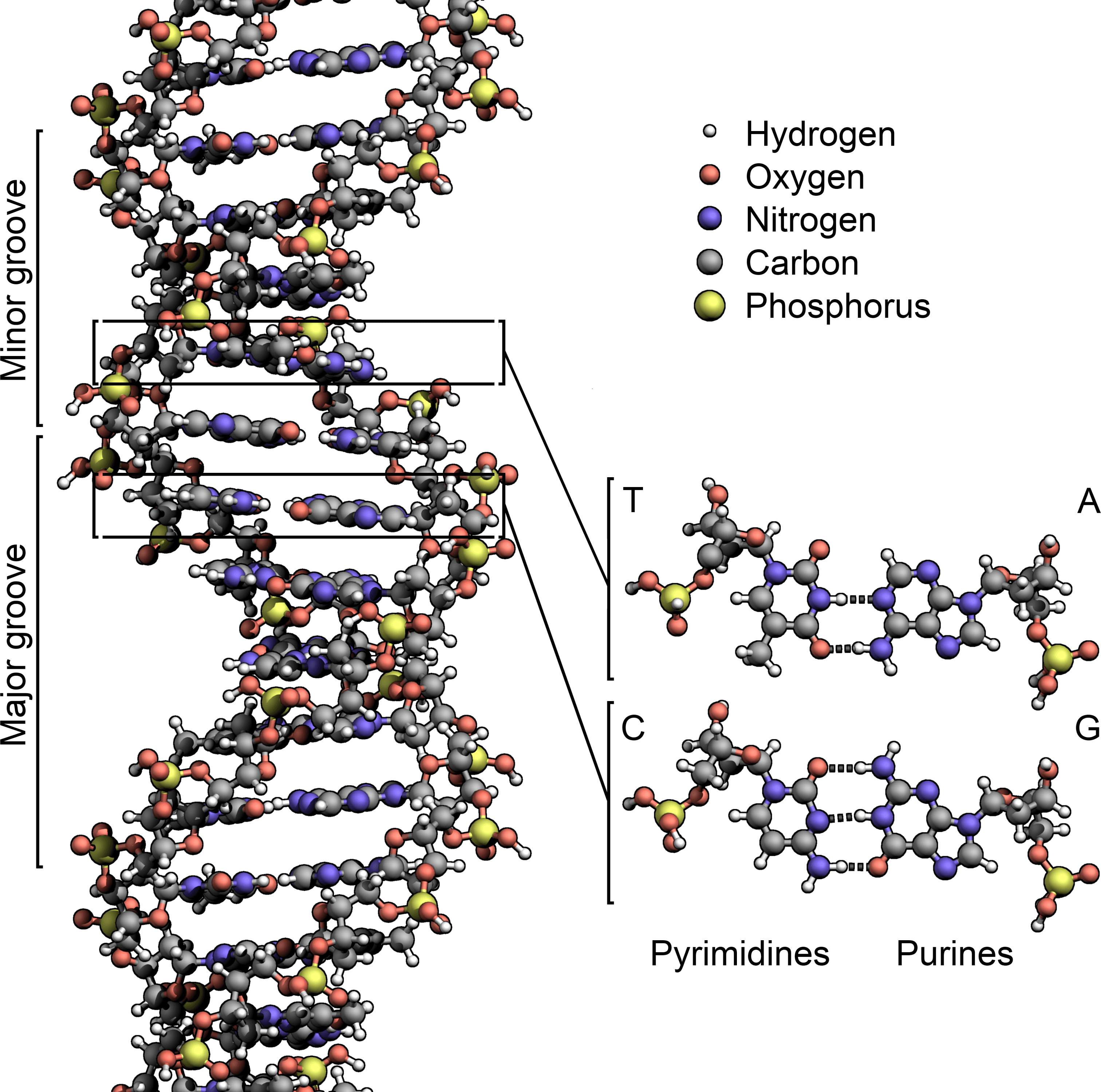 DNA double helix structure diagram with labeled base pairs
