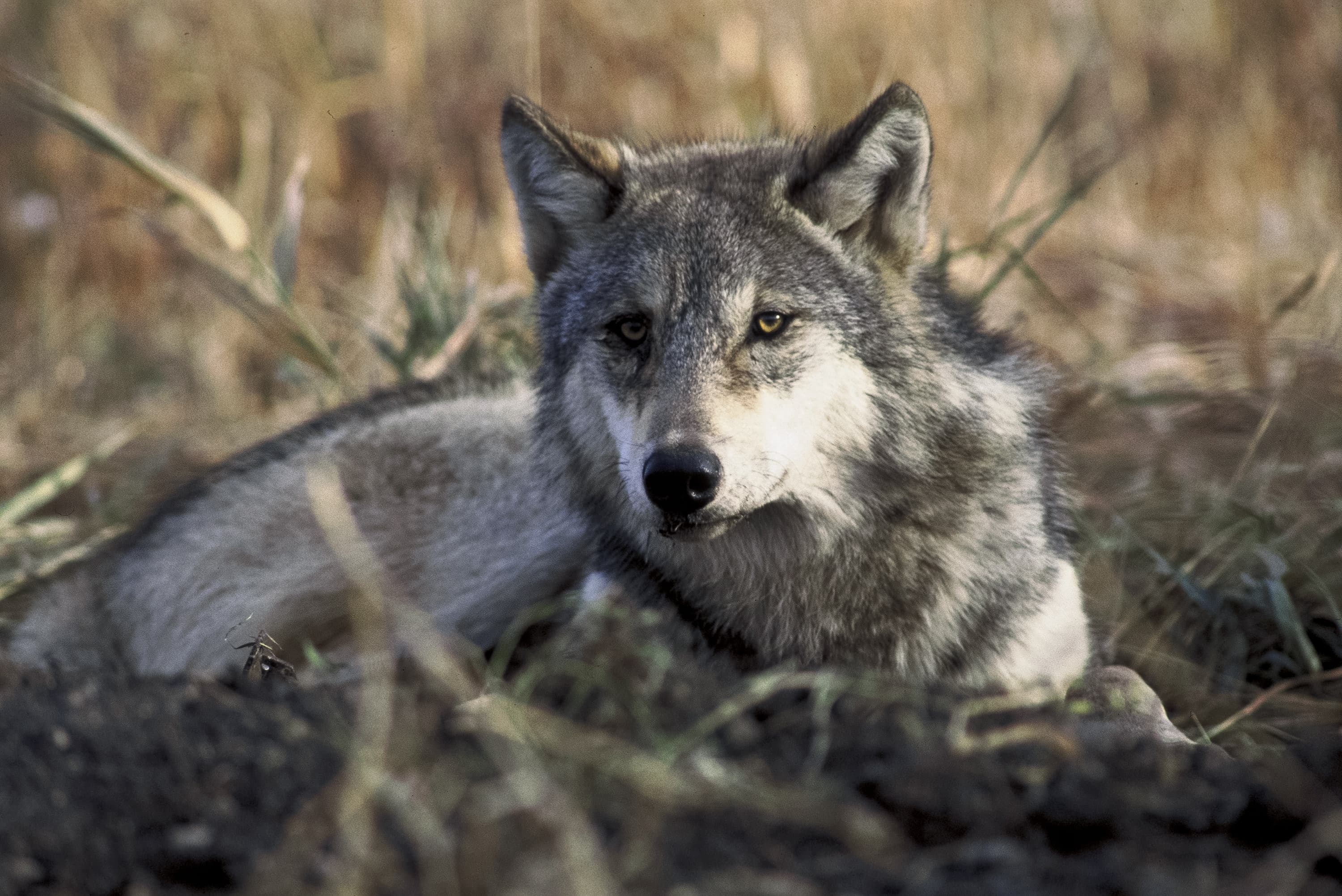 Eurasian wolf (Canis lupus) resting in grass, representing the animal kingdom