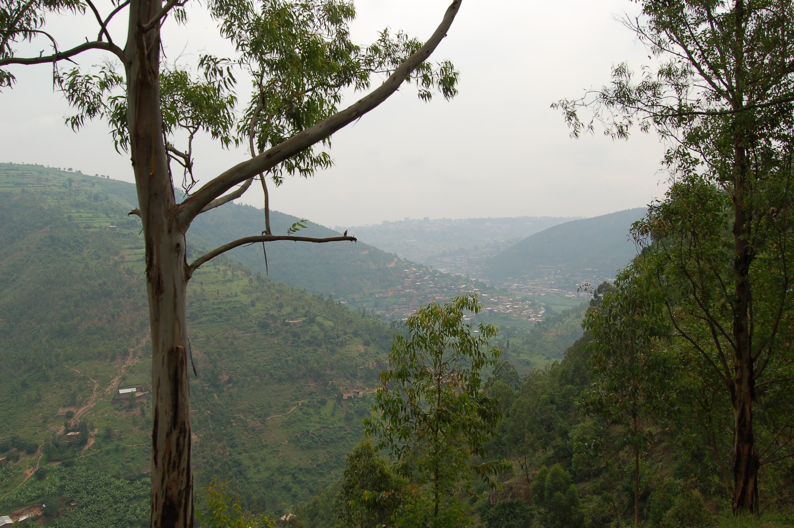 Landscape of Rwanda showing terraced hills