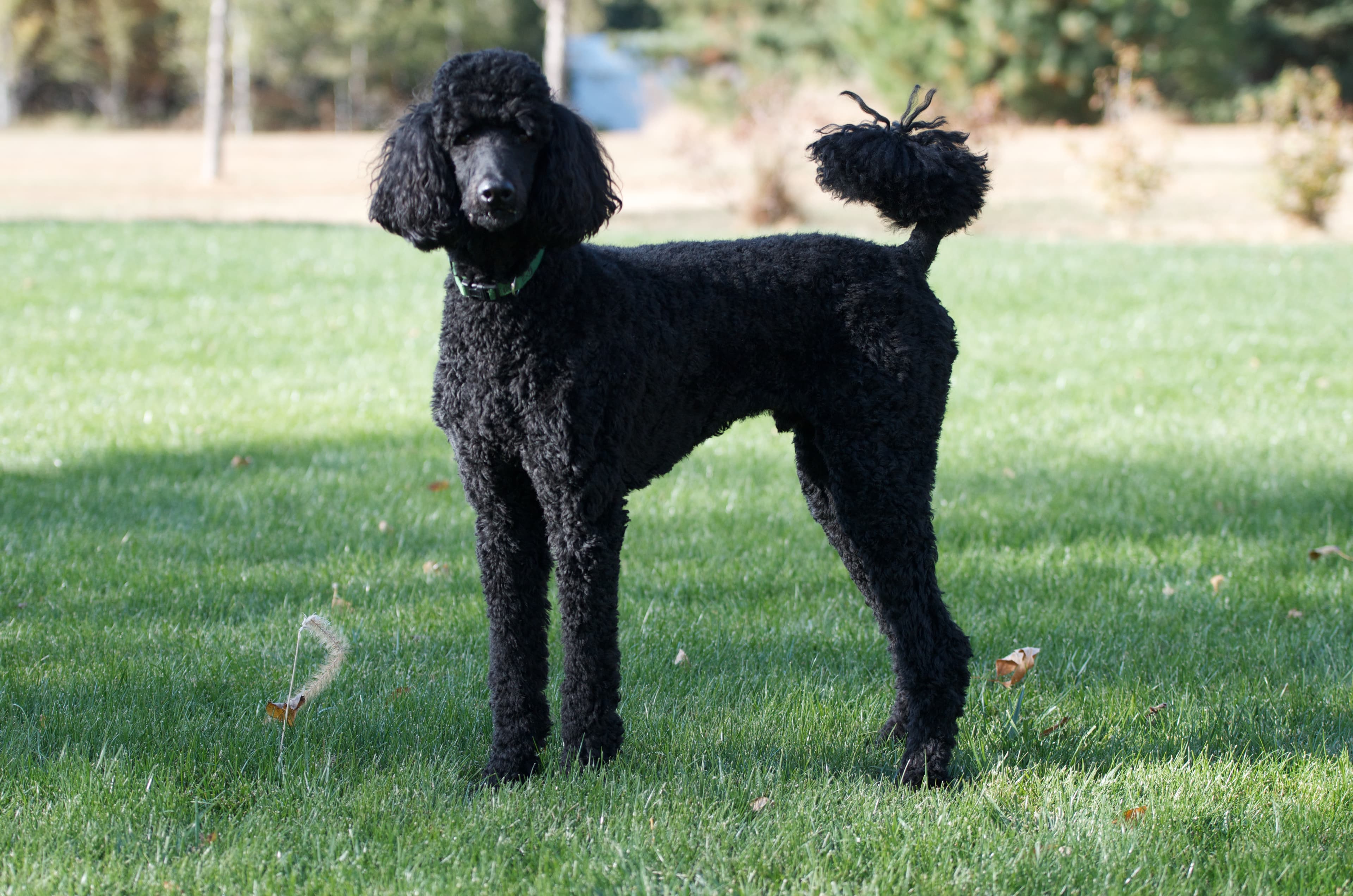 Toy poodle dog