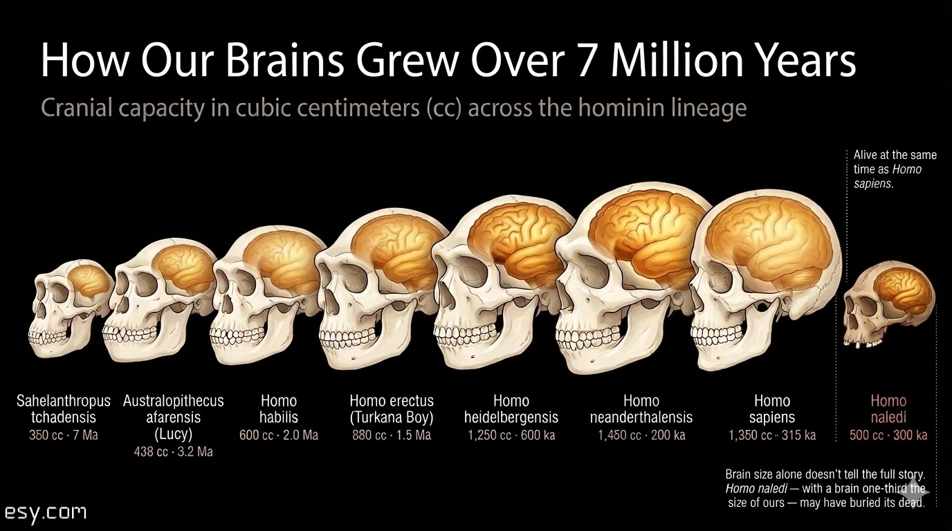 Eight hominid skulls arranged chronologically showing brain volume growth from 350 cc to 1,450 cc over 7 million years, with Homo naledi as a small-brained outlier contemporary with Homo sapiens