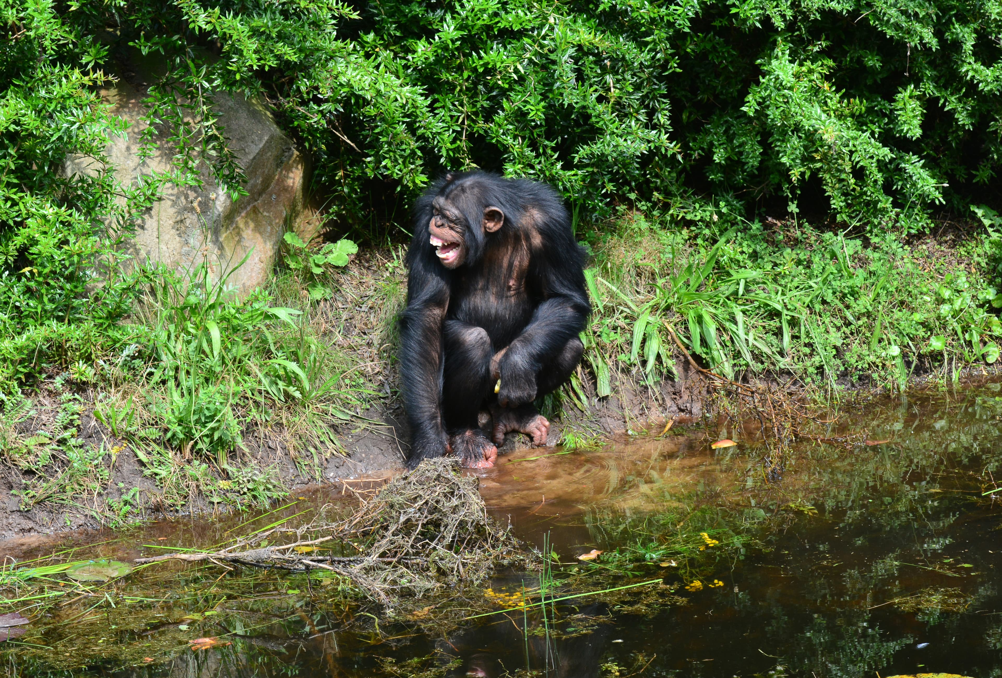 Portrait of a chimpanzee (Pan troglodytes) showing expressive face